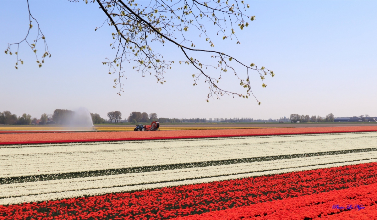 Đẹp ngỡ ngàng những cánh đồng tulip ở Hà Lan